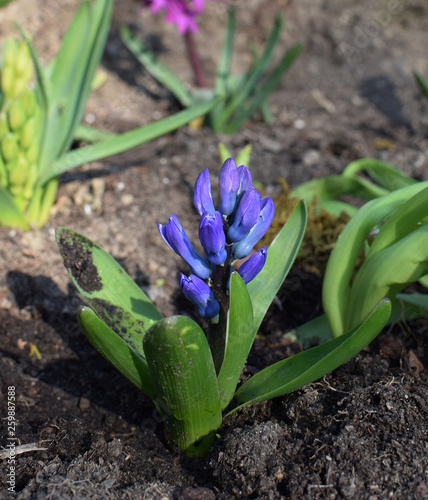 bud of a blue hyacinth in the springtime