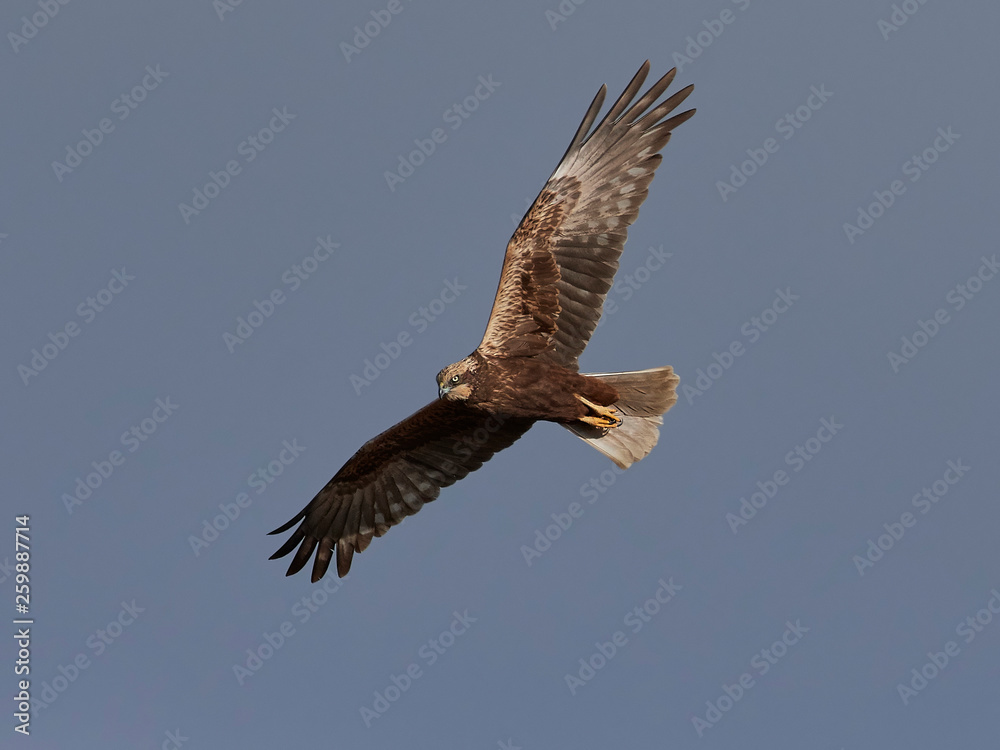 Obraz premium Western marsh harrier (Circus aeruginosus)