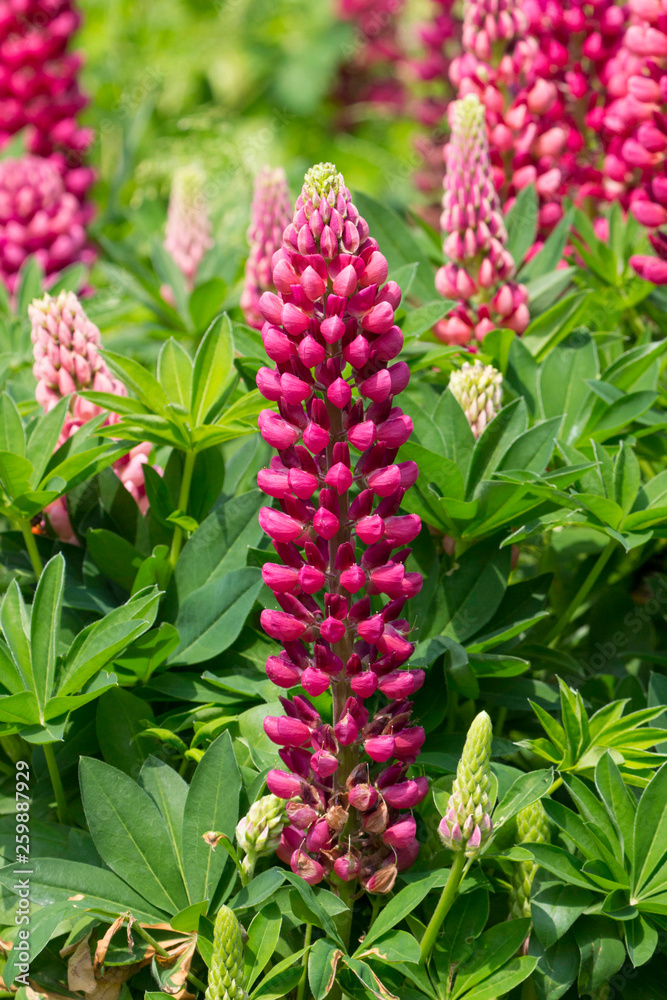 Lupin (gallery red) in full flower. Taken in Cardiff, South Wales, UK Lupin (gallery red) in full flower. Taken in Cardiff, South Wales, UK