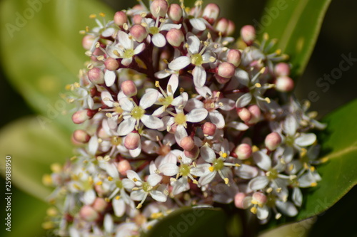 Blühende Skimmie (Skimmia) photo