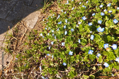 little flowers in springtime