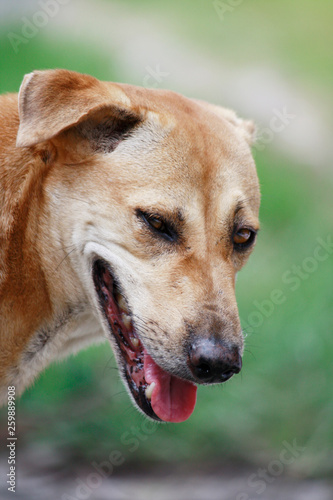 Brown dog sitting on the floor in the garden park  © cocorattanakorn