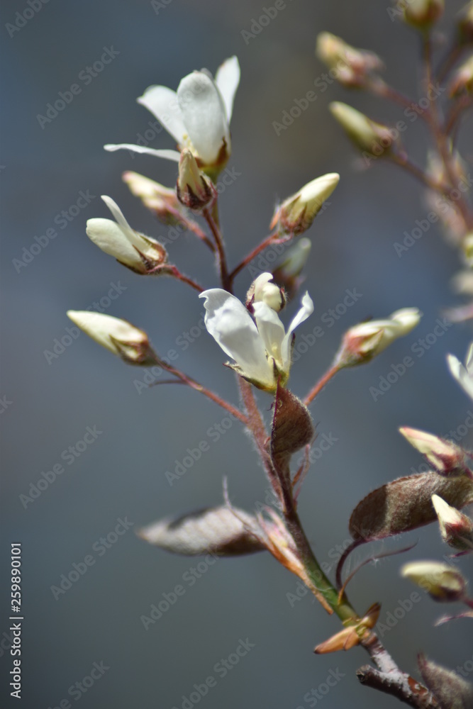 Blühende Felsenbirne (Amelanchier) Blühende Felsenbirne (Amelanchier)