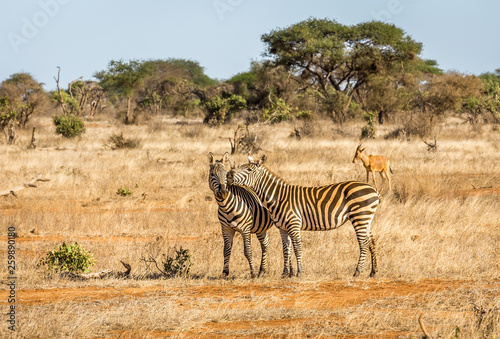African zebras in Kenya