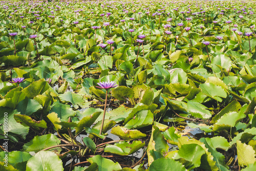 Beautiful purple flowers of Water Lily or Lotus and leaves photo