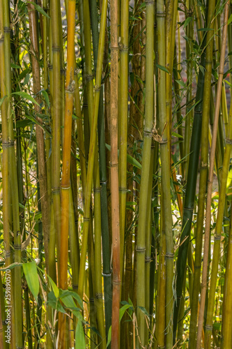 Close up of bamboo shoots and leaves in bright sunlit grove with background
