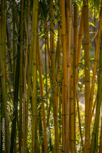 Fototapeta Naklejka Na Ścianę i Meble -  Close up of bamboo shoots and leaves in bright sunlit grove with background