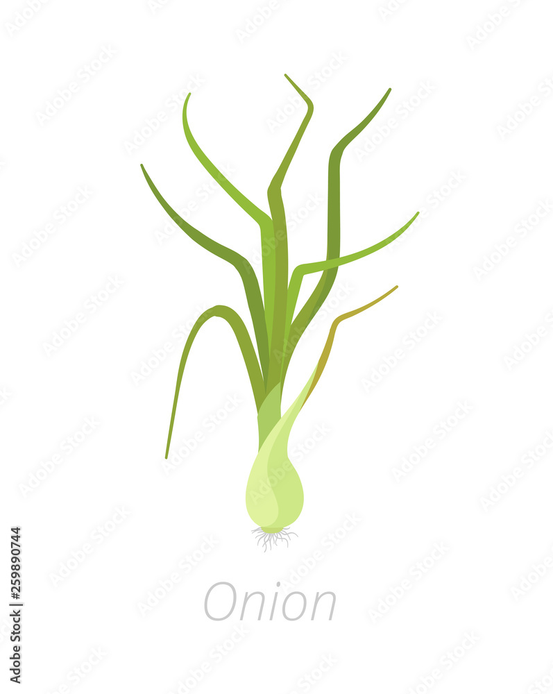 Onion plants. Bulbs harvest growth biology. Allium. Agriculture cultivated plant. Green leaves. Flat color Illustration clipart. Onion plants. Bulbs harvest growth biology. Allium. Agriculture cultivated plant. Green leaves. Flat color Illustration clipart.