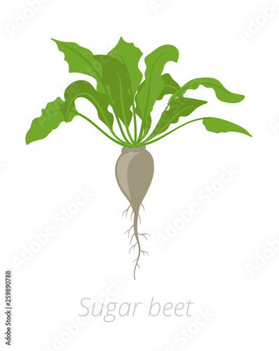 Sugar beet plant. Vector illustration. Beta vulgaris subsp. Root grown commercially for sugar production. On white background.