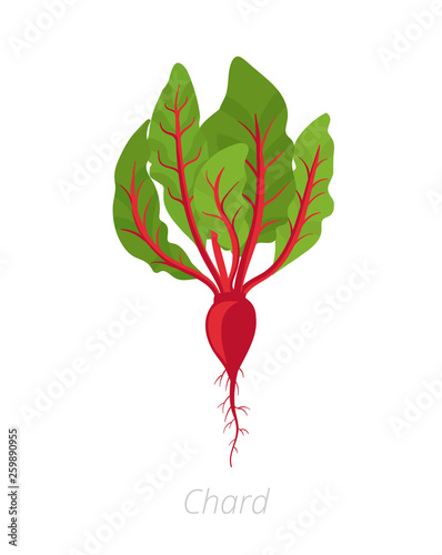Chard plant. Leaf stalks plant. Swiss chard taproot. Vector illustration on white background. Beta vulgaris.