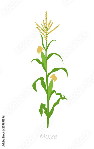 Maize plant. Corn Vector illustration. Zea mays. Agriculture cultivated plant. Green leaves. Flat color Illustration clipart on white background.