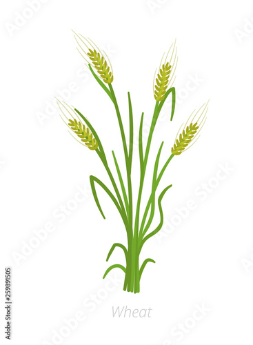 Rye  barley or wheat plant. Vector illustration. Secale cereale. Agriculture cultivated plant. Green leaves. Flat color Illustration clipart.