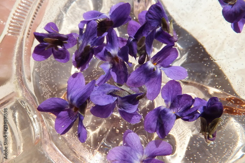 Veilchenblüten im Wasser