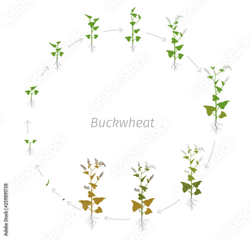 Circular life cycle of Buckwheat Fagopyrum Polygonaceae Round Growth stages vector illustration