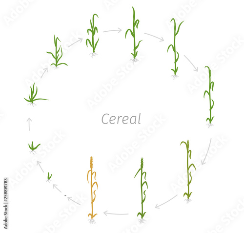 Circular life cycle of Cereal grain agricultural crops. Rye or wheat plant. Vector illustration. Secale cereale. Round Agriculture cultivated plant. Flat color Illustration clipart.