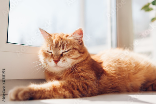 Billede på lærred Ginger cat lying on window sill at home in the morning