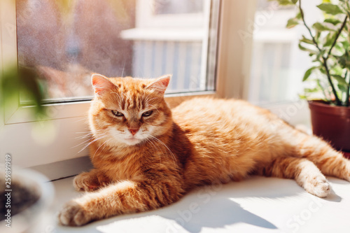 Valokuvatapetti Ginger cat lying on window sill at home in the morning