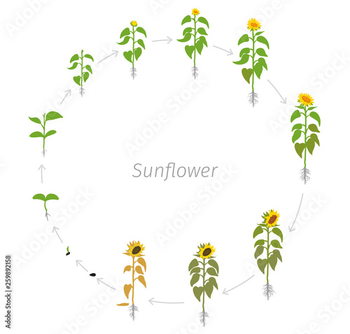 Circular life cycle of Sunflower plant. Helianthus annuus. Round Growth stages vector illustration.