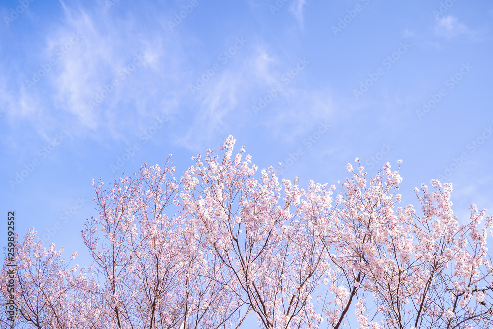 Beautiful yoshino cherry blossoms sakura (Prunus × yedoensis) tree bloom in spring in the castle park, copy space, close up, macro. Beautiful yoshino cherry blossoms sakura (Prunus × yedoensis) tree bloom in spring in the castle park, copy space, close up, macro.