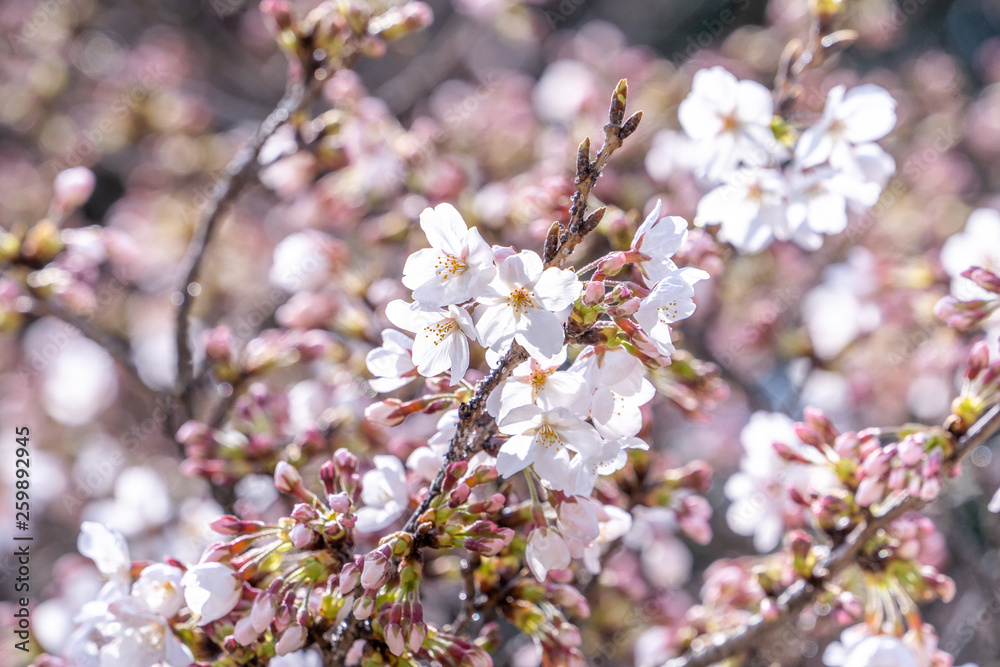 Beautiful yoshino cherry blossoms sakura (Prunus × yedoensis) tree bloom in spring in the castle park, copy space, close up, macro. Beautiful yoshino cherry blossoms sakura (Prunus × yedoensis) tree bloom in spring in the castle park, copy space, close up, macro.