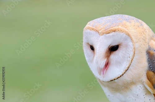 Barn owl. photo