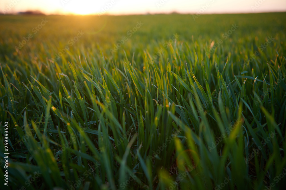 Fototapeta premium Young sprouts are on the field at sunset. Green grass closeup.