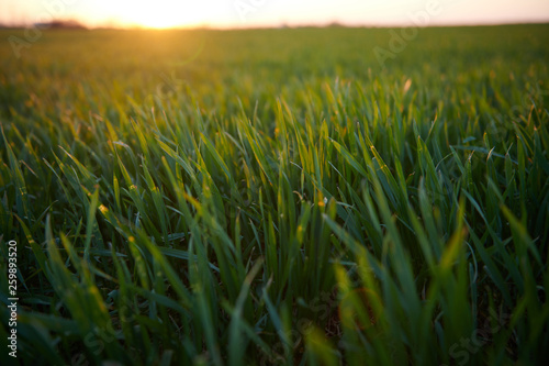 Young sprouts are on the field at sunset. Green grass closeup.
