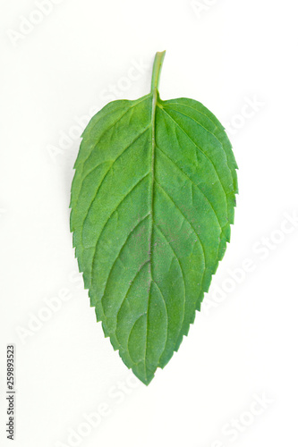 Fresh mint raw plant leaf isolated on white background
