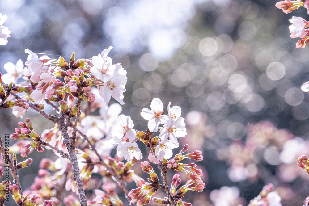 Beautiful yoshino cherry blossoms sakura (Prunus × yedoensis) tree bloom in spring in the castle park, copy space, close up, macro. Beautiful yoshino cherry blossoms sakura (Prunus × yedoensis) tree bloom in spring in the castle park, copy space, close up, macro.