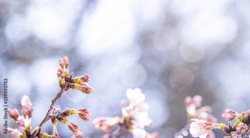 Beautiful yoshino cherry blossoms sakura (Prunus × yedoensis) tree bloom in spring in the castle park, copy space, close up, macro.