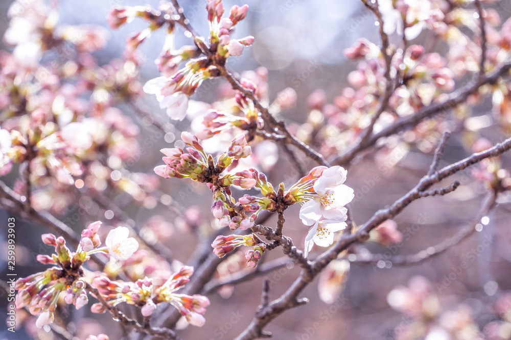 Beautiful yoshino cherry blossoms sakura (Prunus × yedoensis) tree bloom in spring in the castle park, copy space, close up, macro.