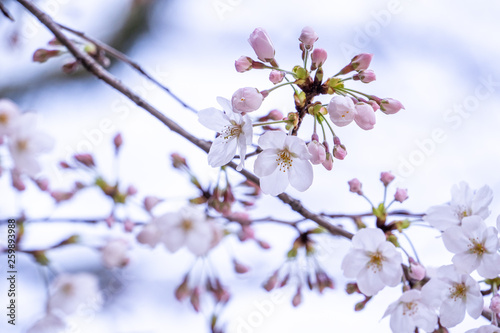 Beautiful yoshino cherry blossoms sakura  Prunus    yedoensis  tree bloom in spring in the castle park  copy space  close up  macro.