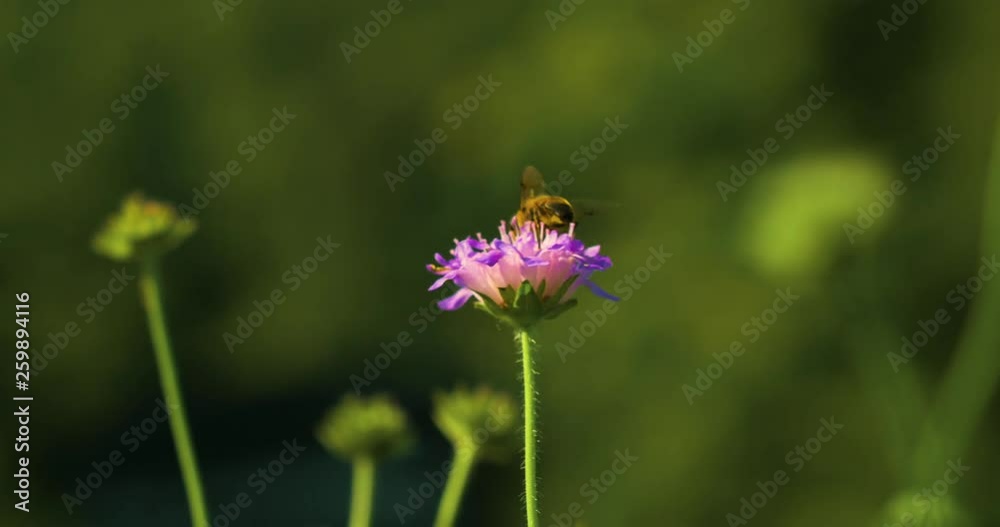 Bee on a Flower, Macro Nature Insect Summer Bee on a Flower, Macro Nature Insect Summer