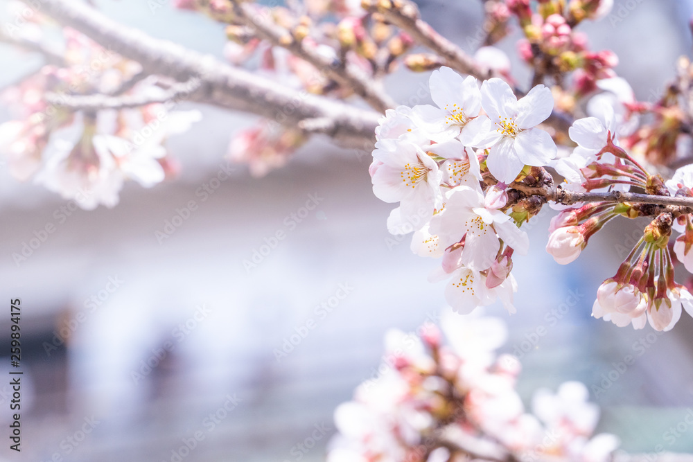 Beautiful yoshino cherry blossoms sakura (Prunus × yedoensis) tree bloom in spring in the castle park, copy space, close up, macro.