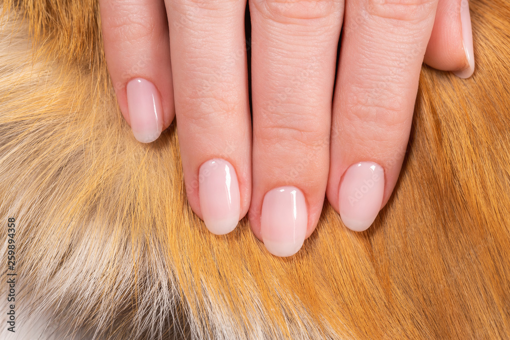 Beautiful fresh pink pastel manicure and fox fur. Female hands isolated on fluffy texture of real fur. Horizontal color photography.
