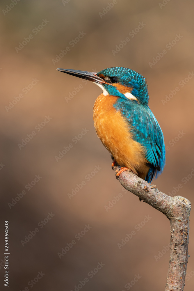 Common kingfisher Common kingfisher
