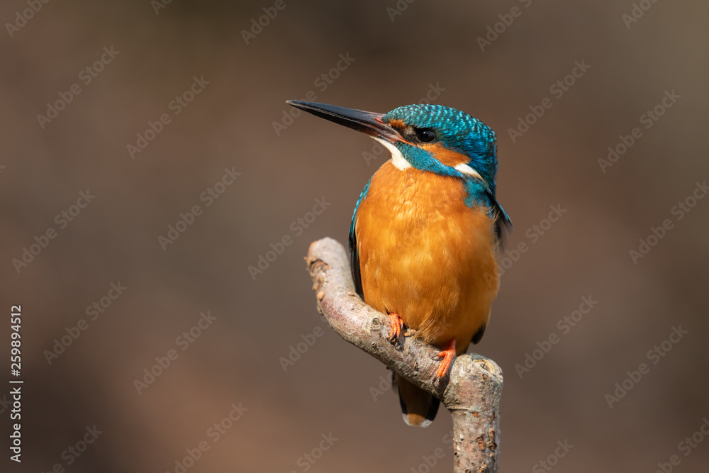 Fototapeta premium Common kingfisher