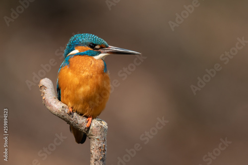 Common kingfisher © Wolfgang Kruck