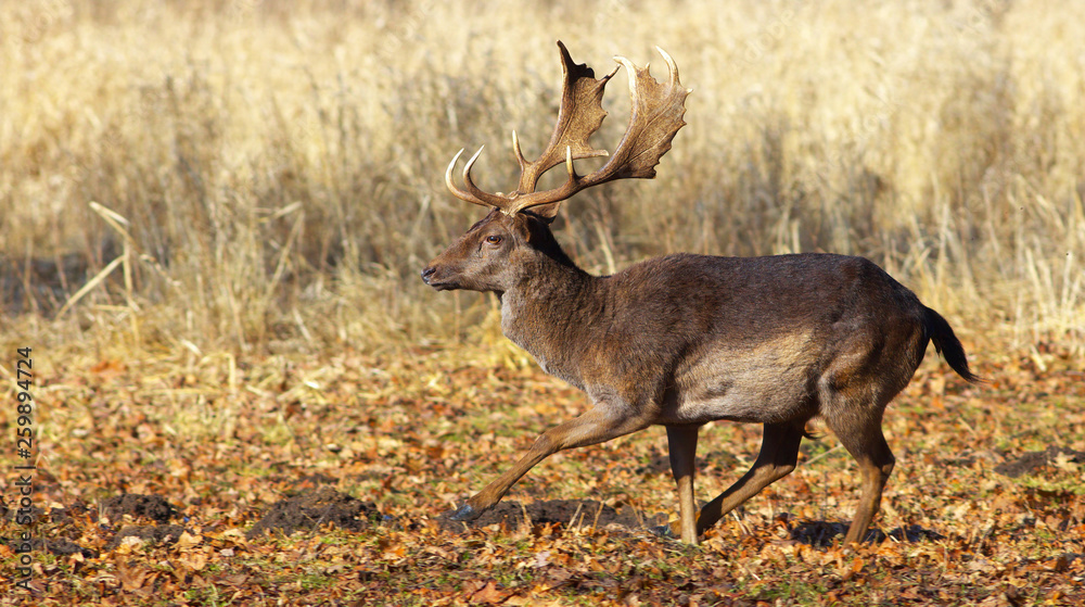 Fallow deer