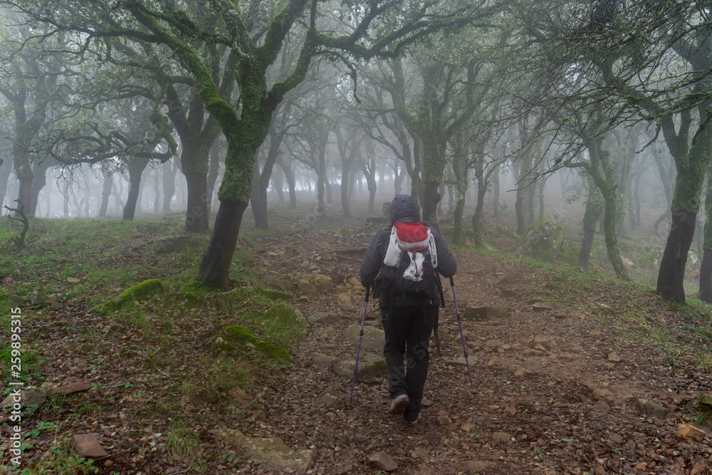 senderista caminando por un bosque entre árboles y niebla	