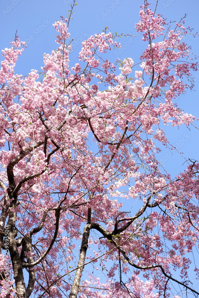 weeping cherry blossoms bloom and blue sky 