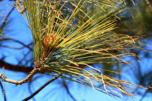 Canary Island pine forest in the interior of the Gran Canaria Island, Spain photo