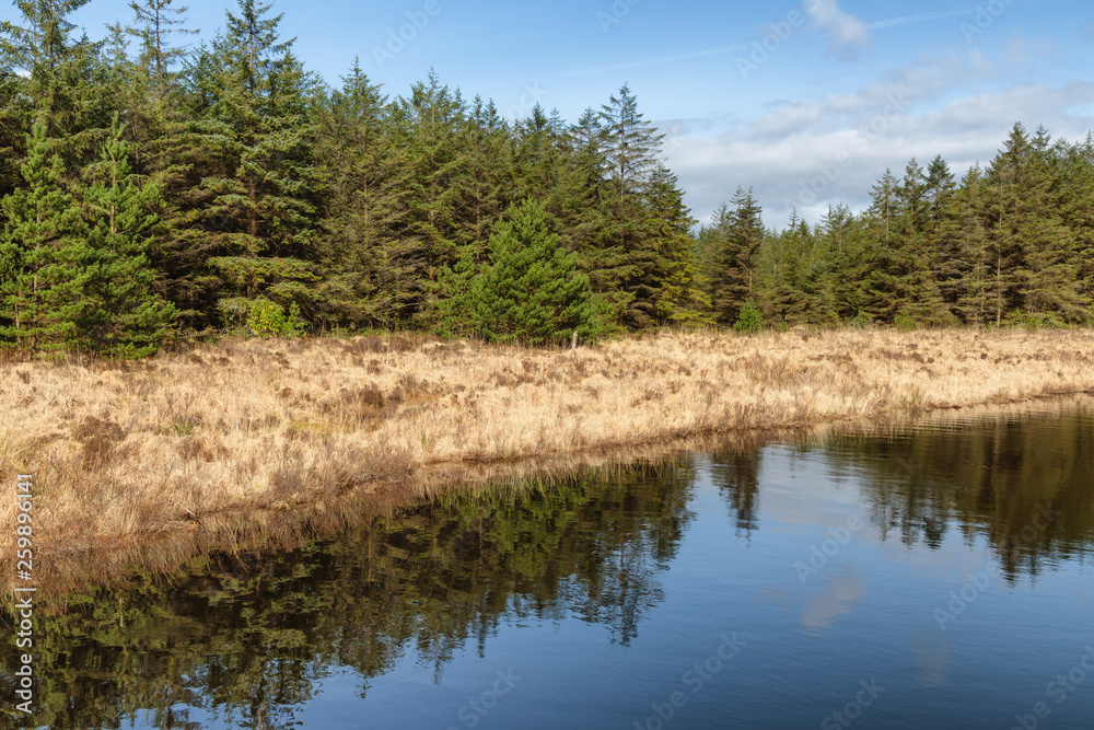 Forest and vegetation at Western way trail in Lough Corrib Forest and vegetation at Western way trail in Lough Corrib