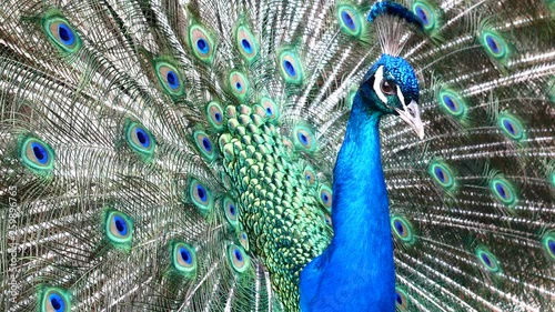 Sardinia Peacock Wheel Feathers Courting Portrait Close-up 4K Video