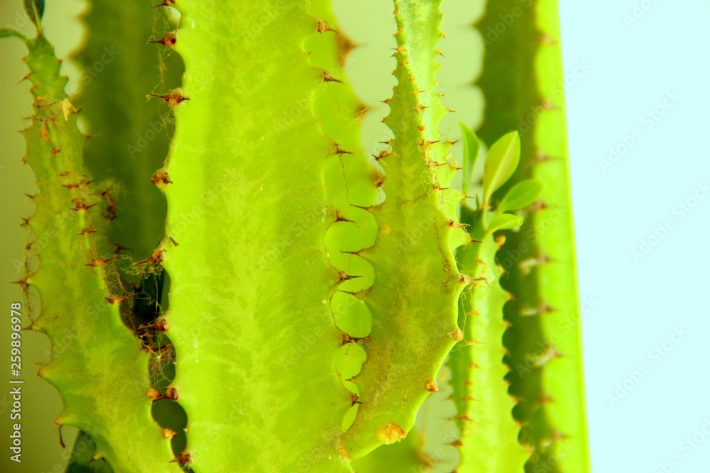Green leaf of a cactus with spikes on a bright sunny day, close-up. Lots of green cactus leaves with spikes, selective focus. Cactus green with prickles on the leaves, background