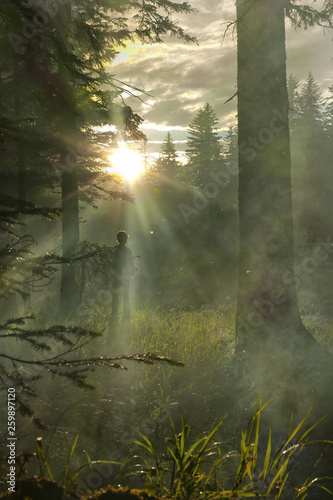 the sun's rays make their way through the branches of coniferous trees and the outlines of a human child