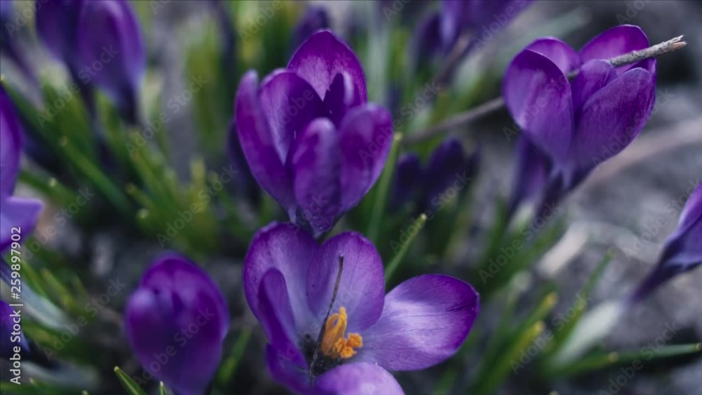 Violet crocus flowers macro, tracking shot, shallow depth of field Violet crocus flowers macro, tracking shot, shallow depth of field