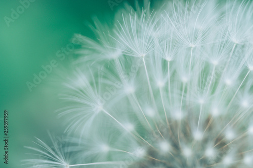                Dandelion