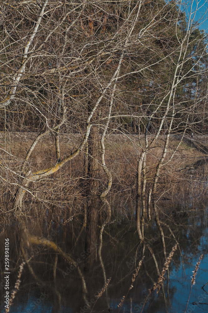 Flooded aspen tree trunks on the meadow during spill in early spring. Tree branches in the reflection of flooded meadows. Flooded aspen tree trunks on the meadow during spill in early spring. Tree branches in the reflection of flooded meadows.