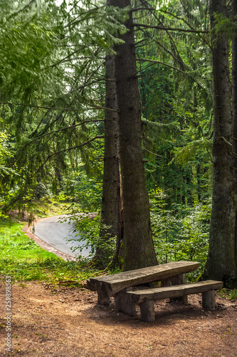 A bench and a wooden table seen in a cedar and fir trees forest. A road seen in the backgroud